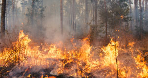 Stato di grave pericolosità per gli incendi boschivi da Sabato 22 luglio 2023